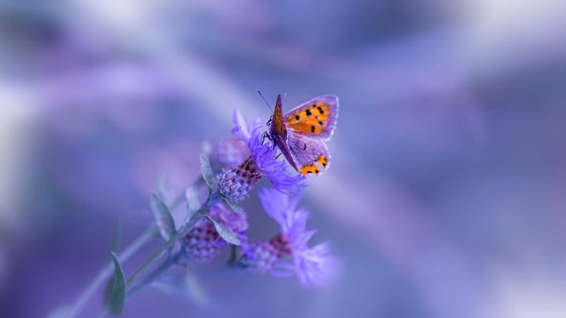 2025年F1赛季开幕在即,车迷期待已久,2025年f1赛季开幕在即,车迷期待已久了